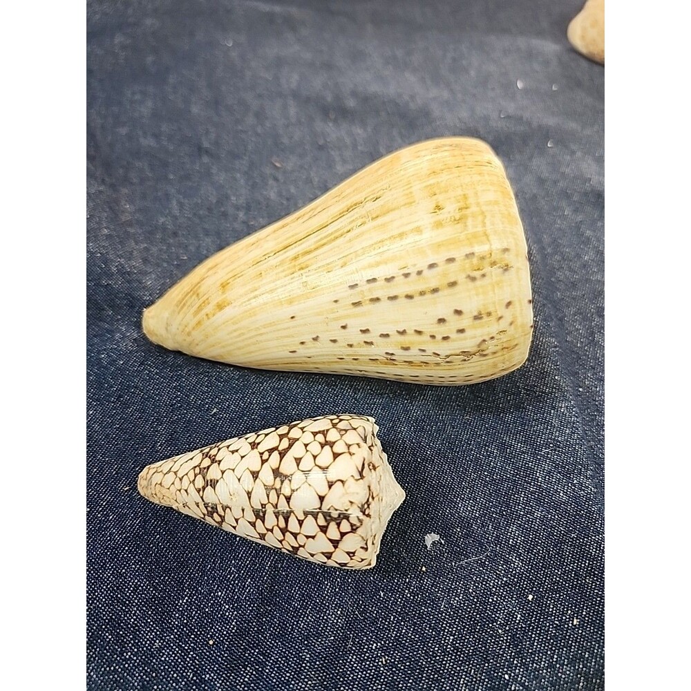Leopard cone shells 4" and 2 5/8"